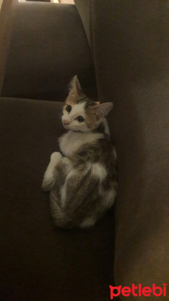 Abyssinian, Kedi  Duman fotoğrafı