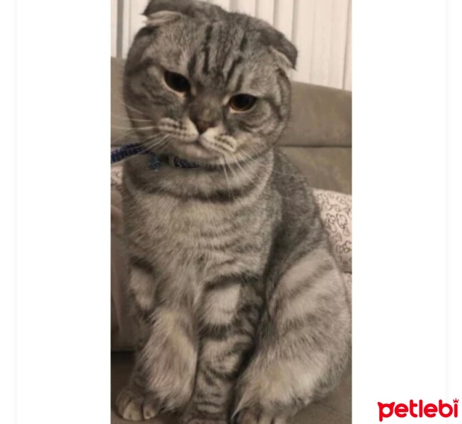 British Shorthair, Kedi  Sherlock fotoğrafı