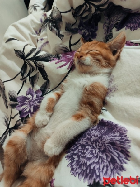 Tekir Kedi, Kedi  Şeftali fotoğrafı