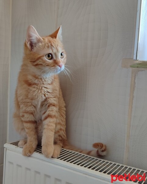 Sarman, Kedi  Garfield fotoğrafı