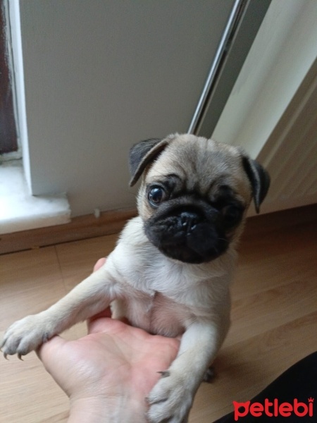Pug, Köpek  Kokoş fotoğrafı
