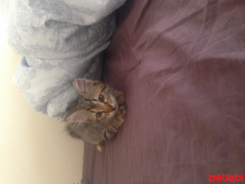 Tekir Kedi, Kedi  Arif fotoğrafı