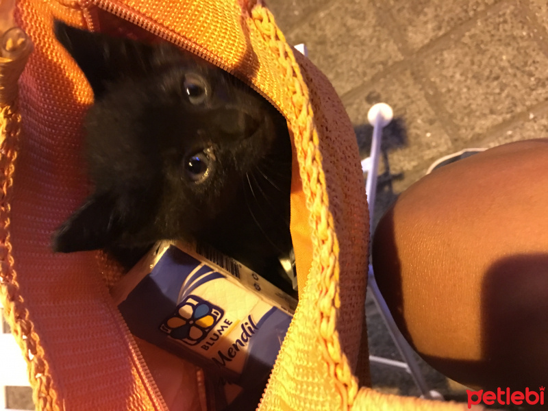 Tekir Kedi, Kedi  ismi yok fotoğrafı