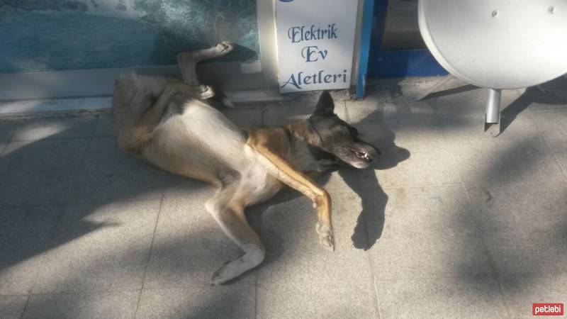 Belçika Tervuren, Köpek  uyuşuk fotoğrafı