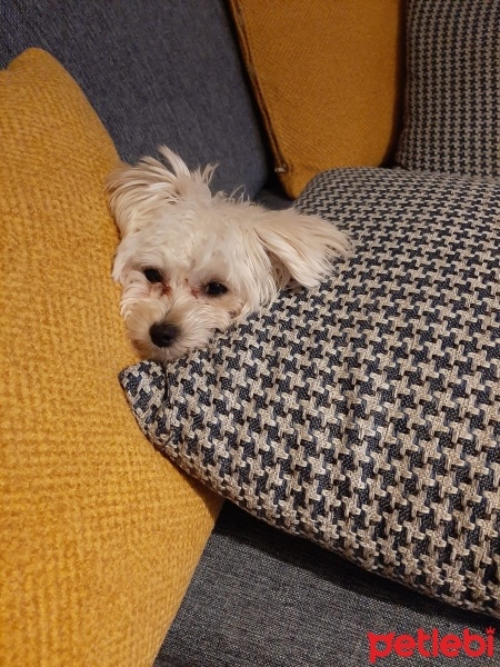Maltese, Köpek  Miny fotoğrafı