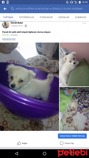 Chihuahua, Köpek  pamuk fotoğrafı