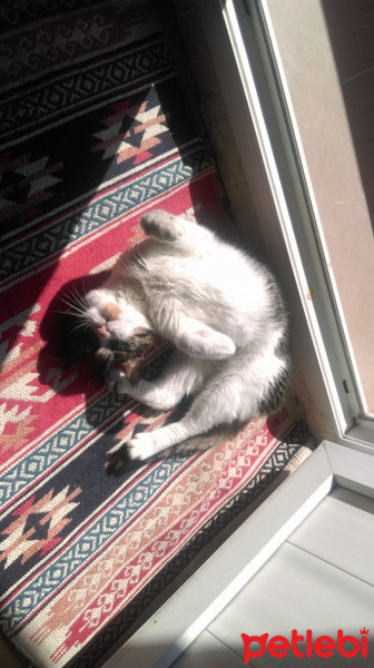 Tekir Kedi, Kedi  RÜZGAR fotoğrafı