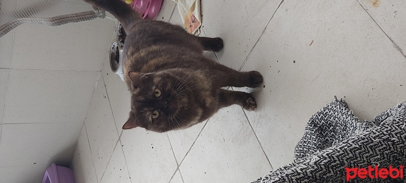 British Shorthair, Kedi  Tarçın fotoğrafı