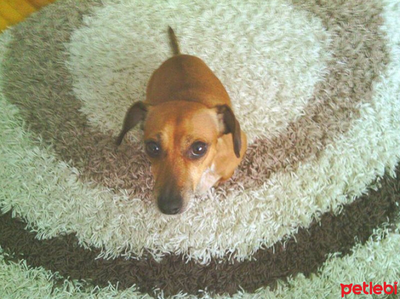 Dachshund (Sosis), Köpek  Eros fotoğrafı