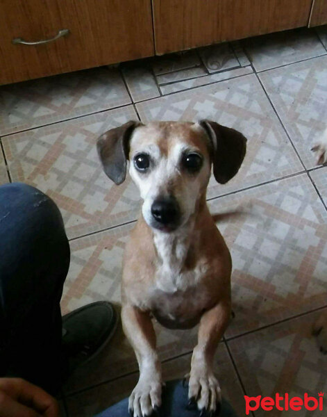 Dachshund (Sosis), Köpek  Eros fotoğrafı