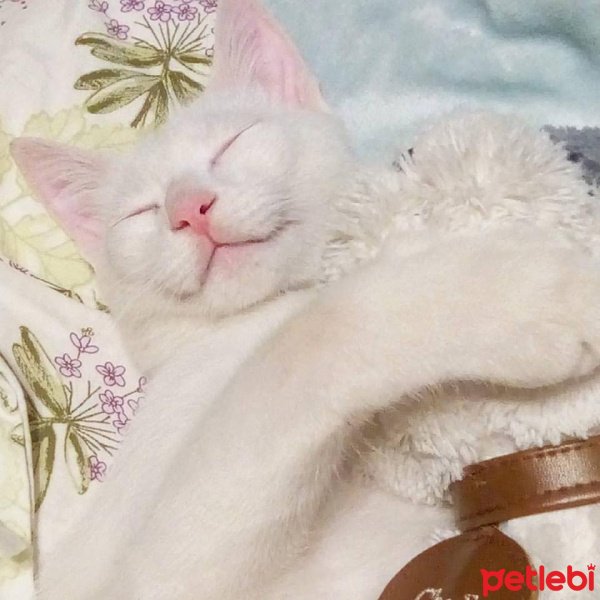 Van Kedisi, Kedi  Bulut Vincent fotoğrafı