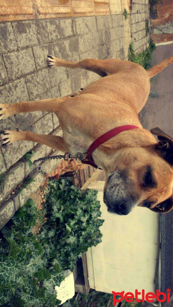 Amerikan Pitbull Terrier, Köpek  daisy fotoğrafı