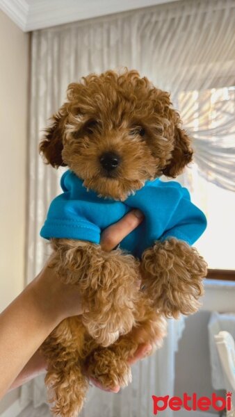 Poodle (Minyatür Kaniş), Köpek  Kuki fotoğrafı