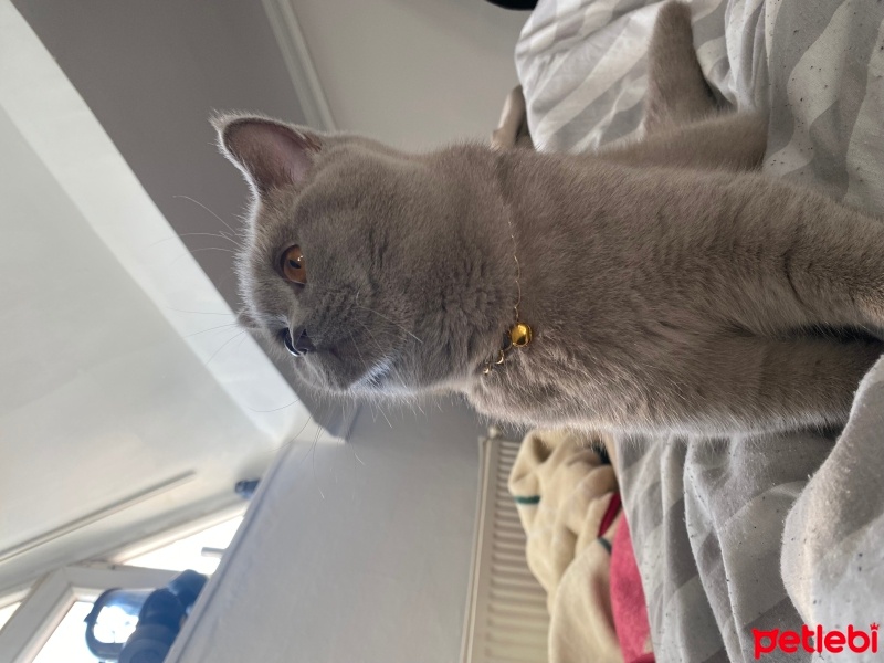 British Shorthair, Kedi  Luna fotoğrafı