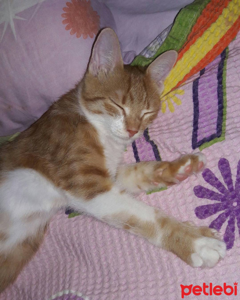 Tekir Kedi, Kedi  Kıtır fotoğrafı