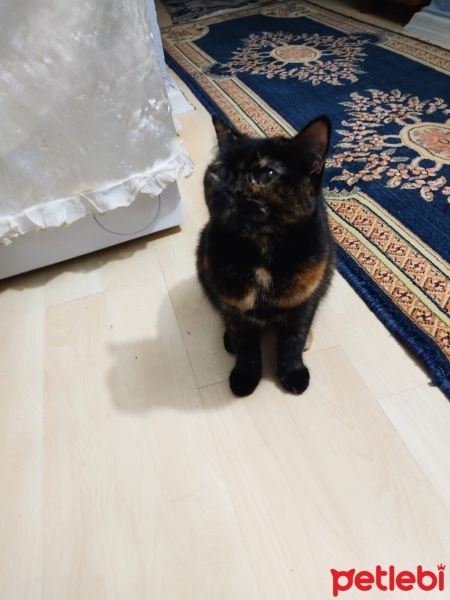 Tekir Kedi, Kedi  Nazlı fotoğrafı