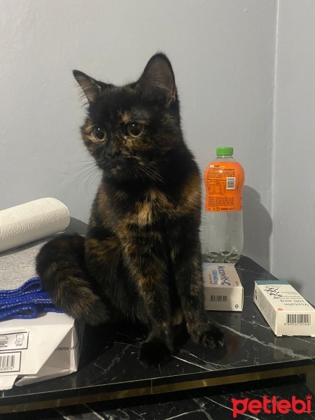 Tekir Kedi, Kedi  Nazlı fotoğrafı