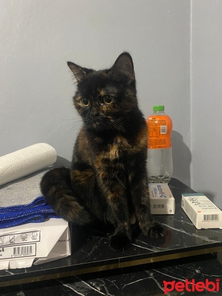 Tekir Kedi, Kedi  Nazlı fotoğrafı