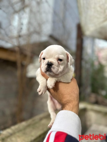 Fransız Bulldog, Köpek  CASPER fotoğrafı