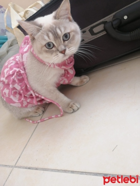 British Shorthair, Kedi  BONCUK fotoğrafı