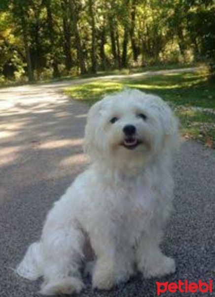 Maltese, Köpek  Alex fotoğrafı