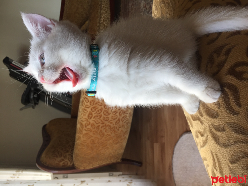 British Shorthair, Kedi  mars fotoğrafı
