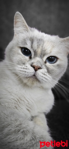 British Shorthair, Kedi  Mia fotoğrafı
