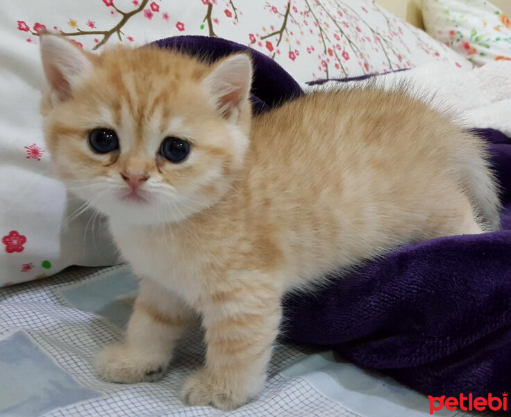 British Shorthair, Kedi  Tılsım fotoğrafı