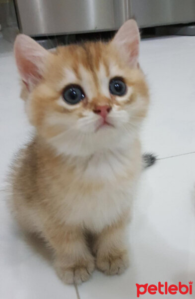 British Shorthair, Kedi  Tılsım fotoğrafı