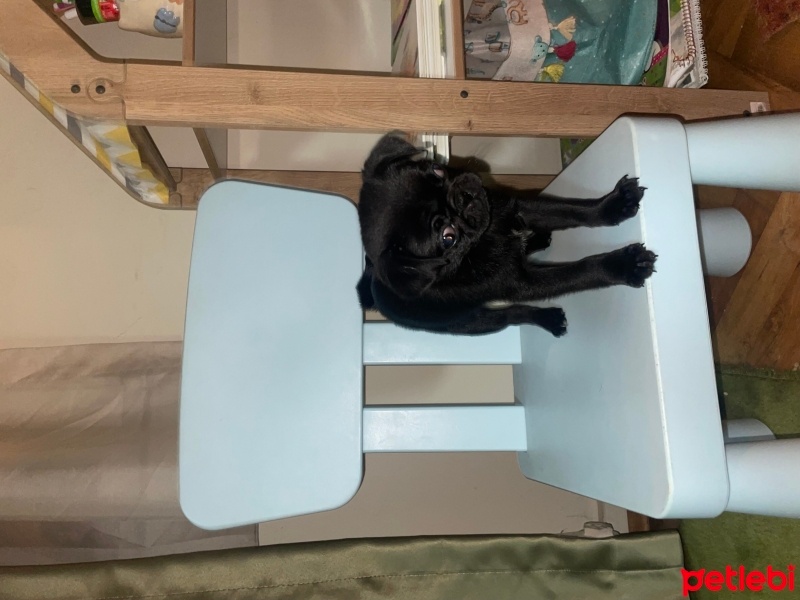 Pug, Köpek  Gecenaz fotoğrafı