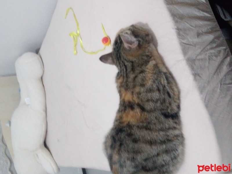 British Shorthair, Kedi  Bal kız fotoğrafı