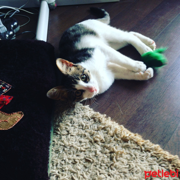 Tekir Kedi, Kedi  Prens mia  fotoğrafı