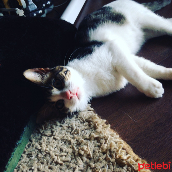 Tekir Kedi, Kedi  Prens mia  fotoğrafı