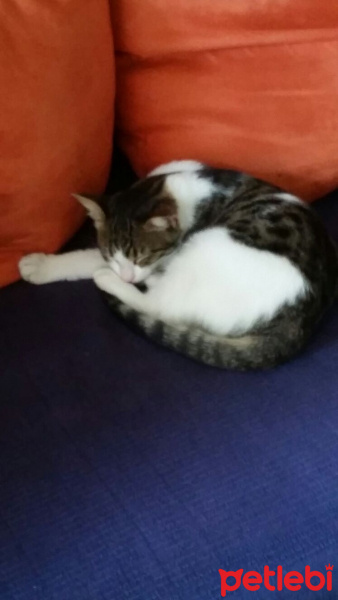 Tekir Kedi, Kedi  Prens mia  fotoğrafı