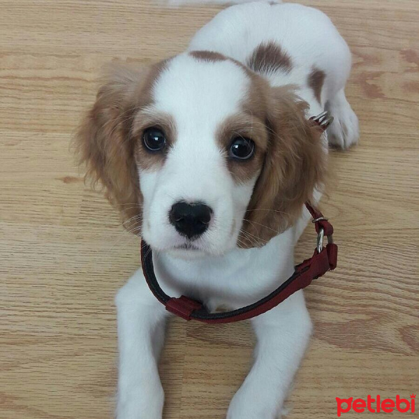 Cavalier King Charles Spanieli, Köpek  Gofret fotoğrafı