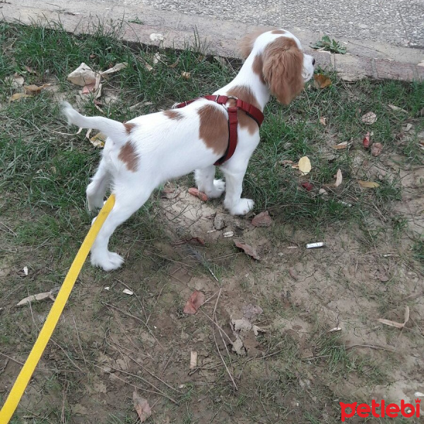 Cavalier King Charles Spanieli, Köpek  Gofret fotoğrafı