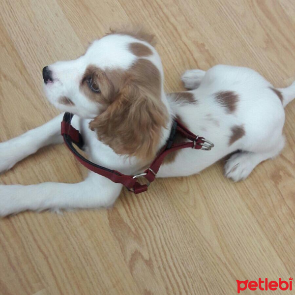 Cavalier King Charles Spanieli, Köpek  Gofret fotoğrafı