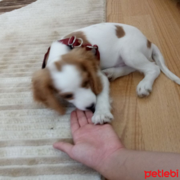 Cavalier King Charles Spanieli, Köpek  Gofret fotoğrafı