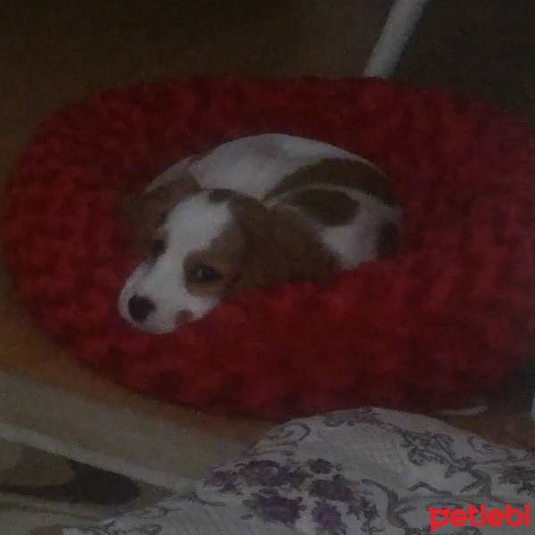 Cavalier King Charles Spanieli, Köpek  Gofret fotoğrafı