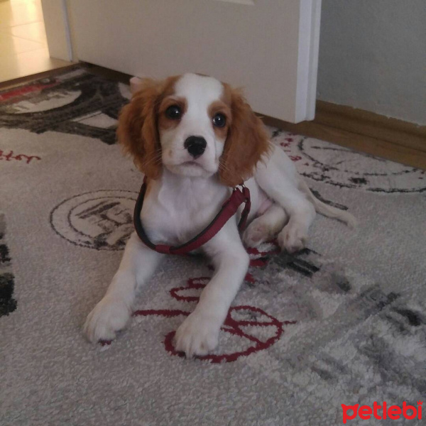Cavalier King Charles Spanieli, Köpek  Gofret fotoğrafı