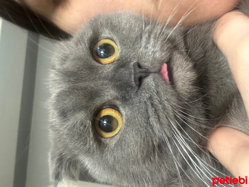 Scottish Fold, Kedi  Misha fotoğrafı