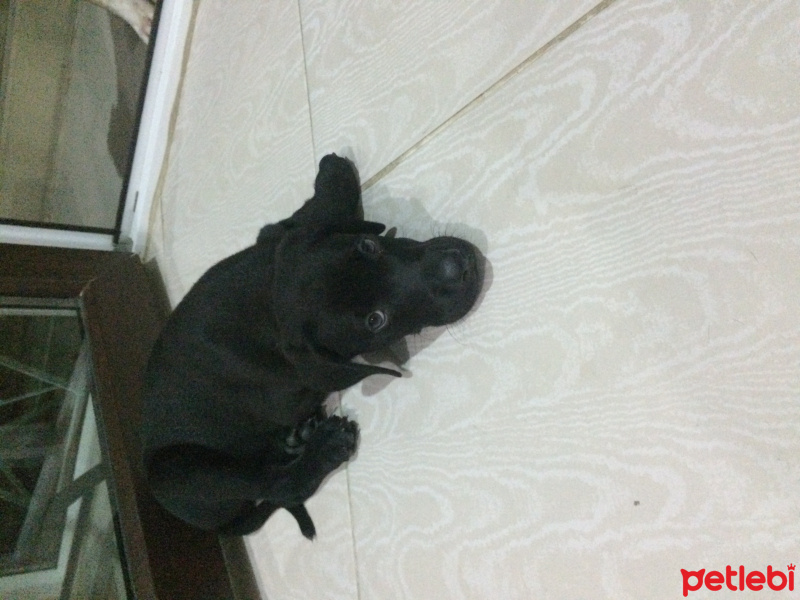 Labrador Retriever, Köpek  Paşa fotoğrafı