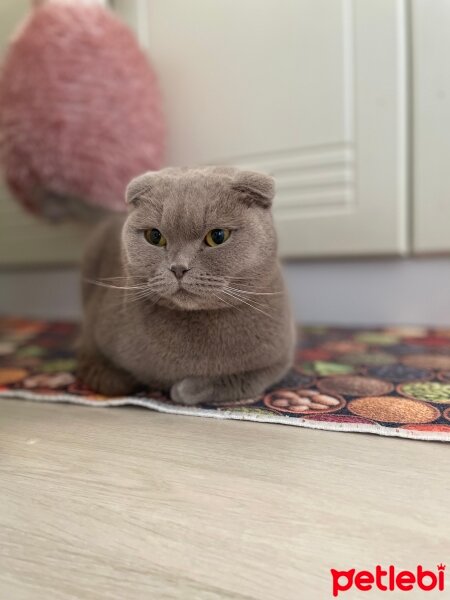 British Shorthair, Kedi  Sütlaç fotoğrafı