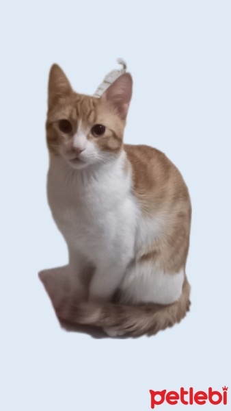 Sarman, Kedi  Şanslı fotoğrafı