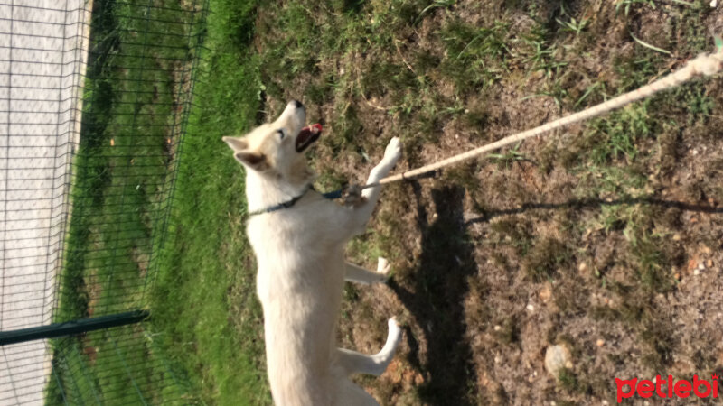 Sibirya Kurdu (Husky), Köpek  Luna  fotoğrafı