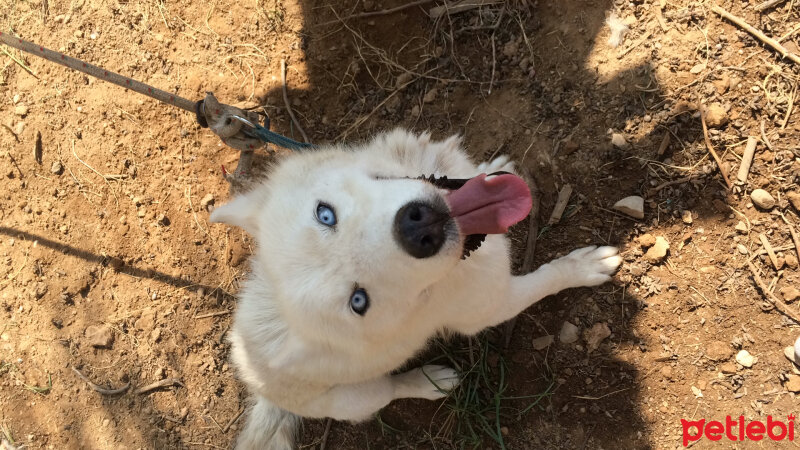 Sibirya Kurdu (Husky), Köpek  Luna  fotoğrafı