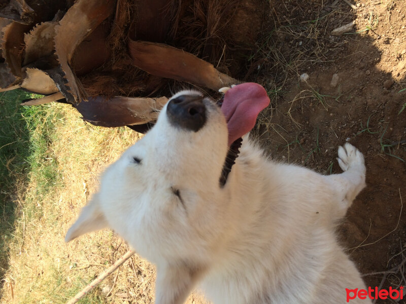 Sibirya Kurdu (Husky), Köpek  Luna  fotoğrafı