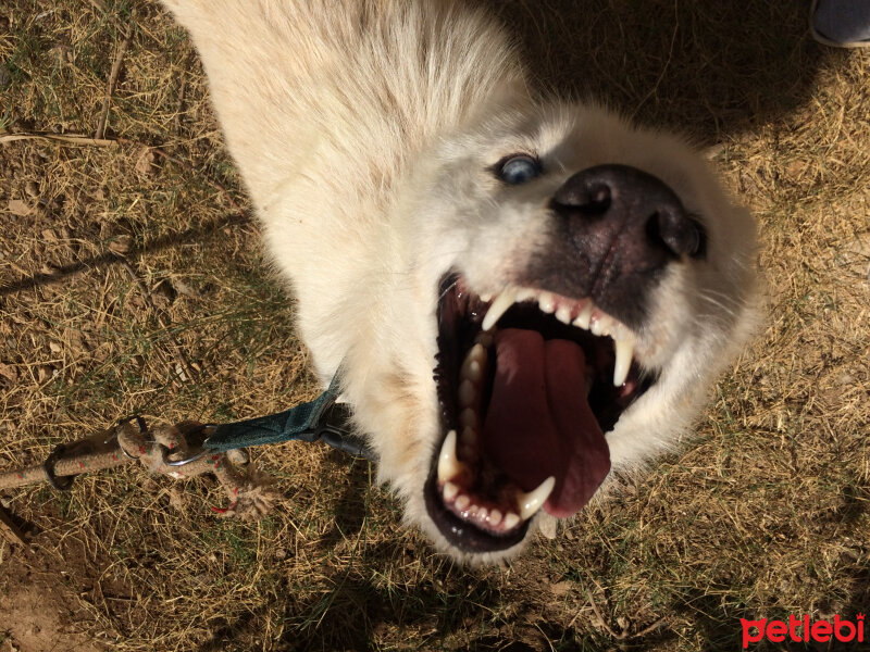 Sibirya Kurdu (Husky), Köpek  Luna  fotoğrafı