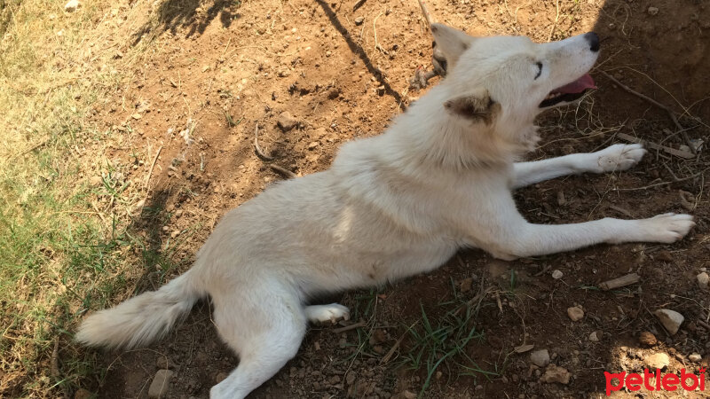 Sibirya Kurdu (Husky), Köpek  Luna  fotoğrafı