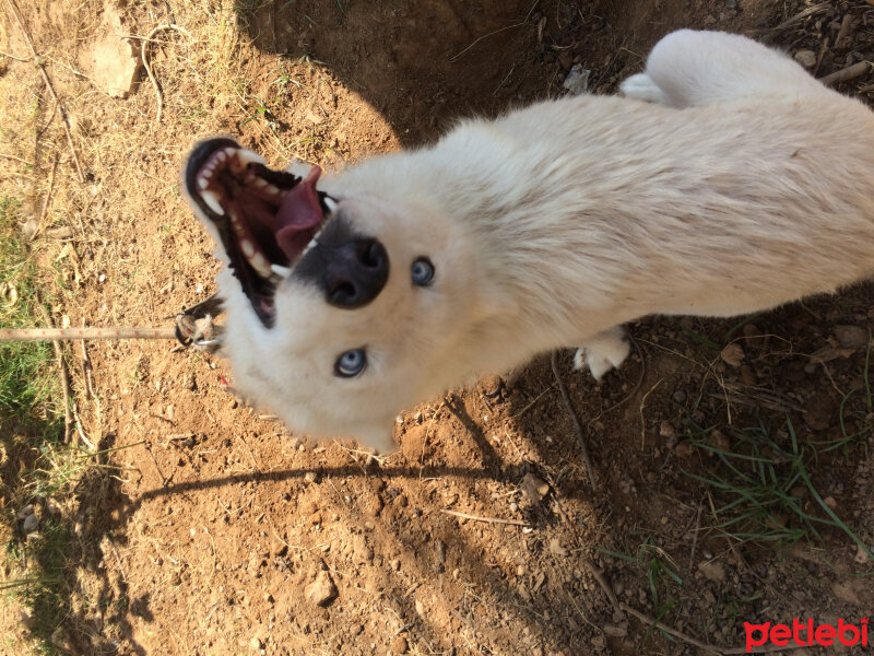 Sibirya Kurdu (Husky), Köpek  Luna  fotoğrafı